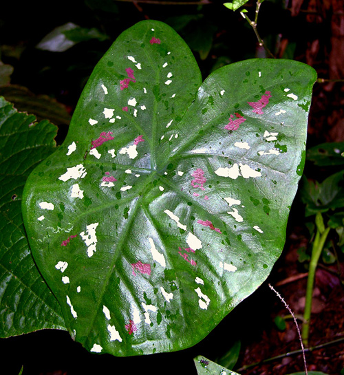 کالادیوم بیکالر